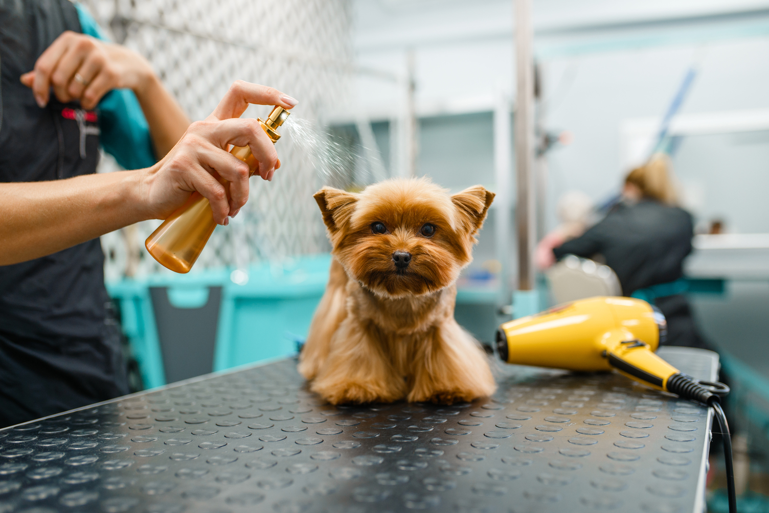 Dog on TABLE FOR GROOMING